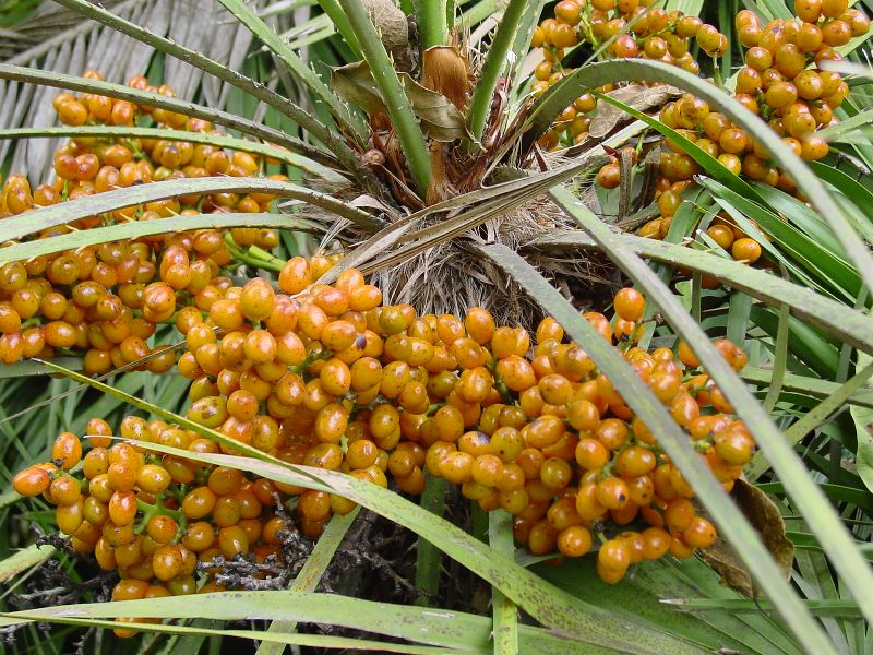 Palma nana Chaemerops humilis